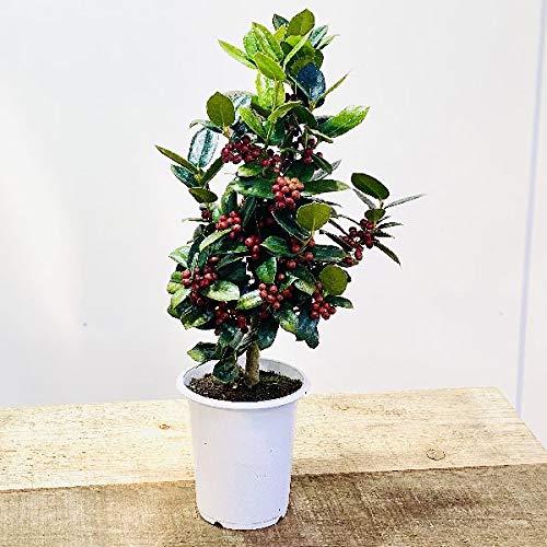 Amazon.co.jp: 観葉植物 花木：クリスマスホーリー*チャイニーズ